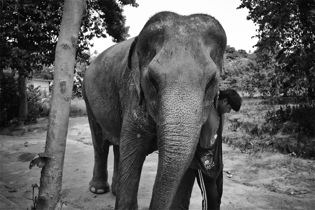 Elephant Sanctuary - Ko Samui, 2019