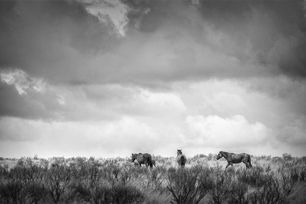 Wild Horses ~ 2017
