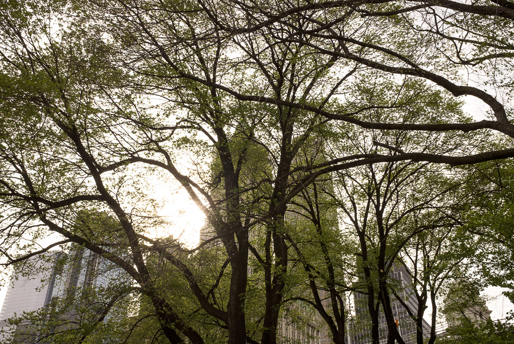 City Hall Park, Spring - New York 2017