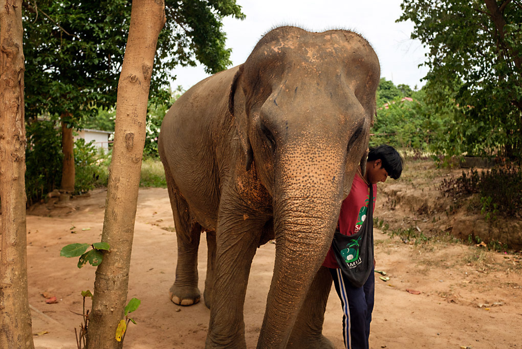 Ko Samui Elephant Sanctuary