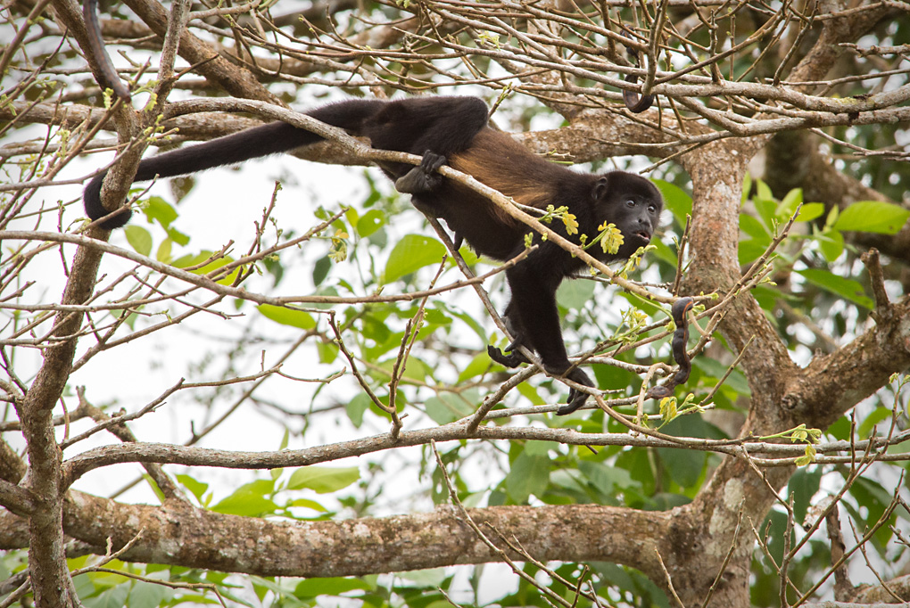 Howler Monkey In tree tops