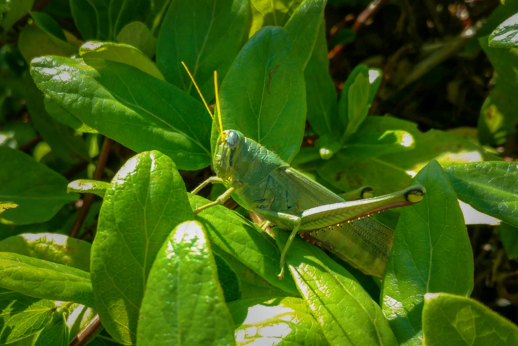 Grass Hopper - 2017