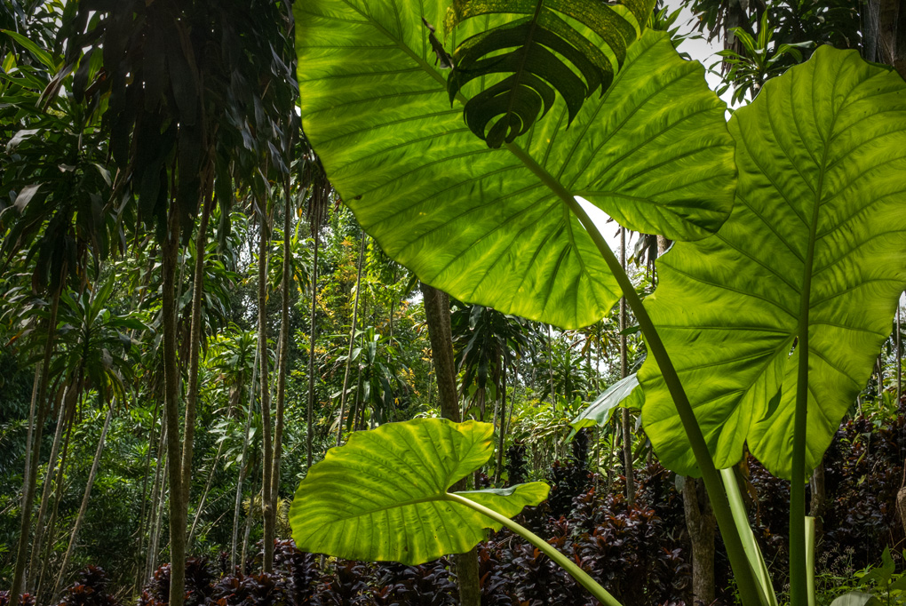 Magic Garden, Thailand 2019