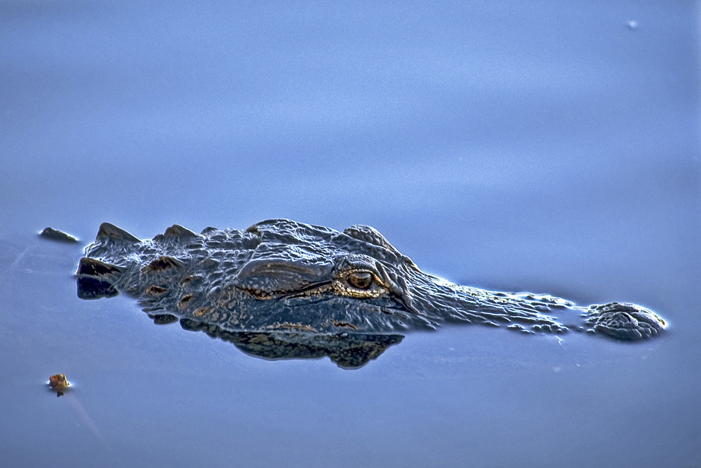 Aligator - Florida Everglades