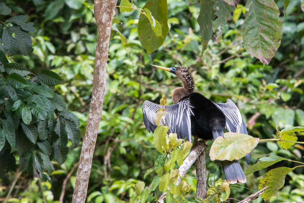 Anhinga - Alajuela Province, Caño Negro, Costa Rica