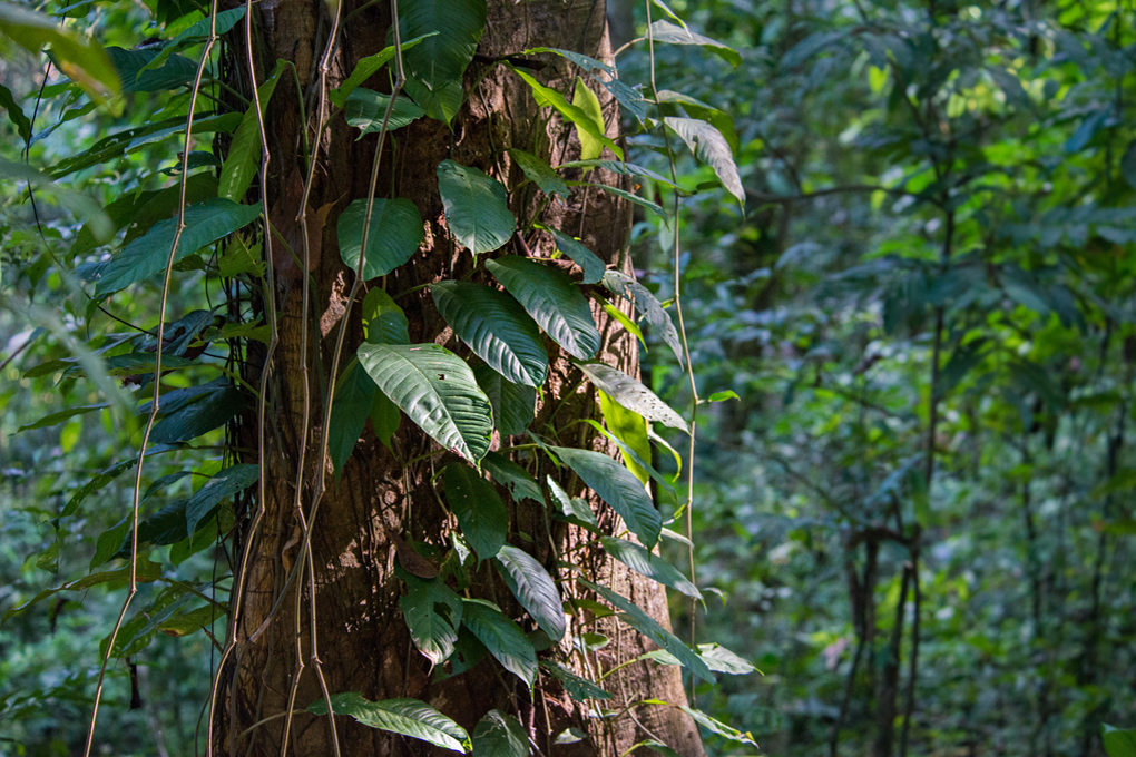 Rain Forest - Quepos, Manuel Antonio forest