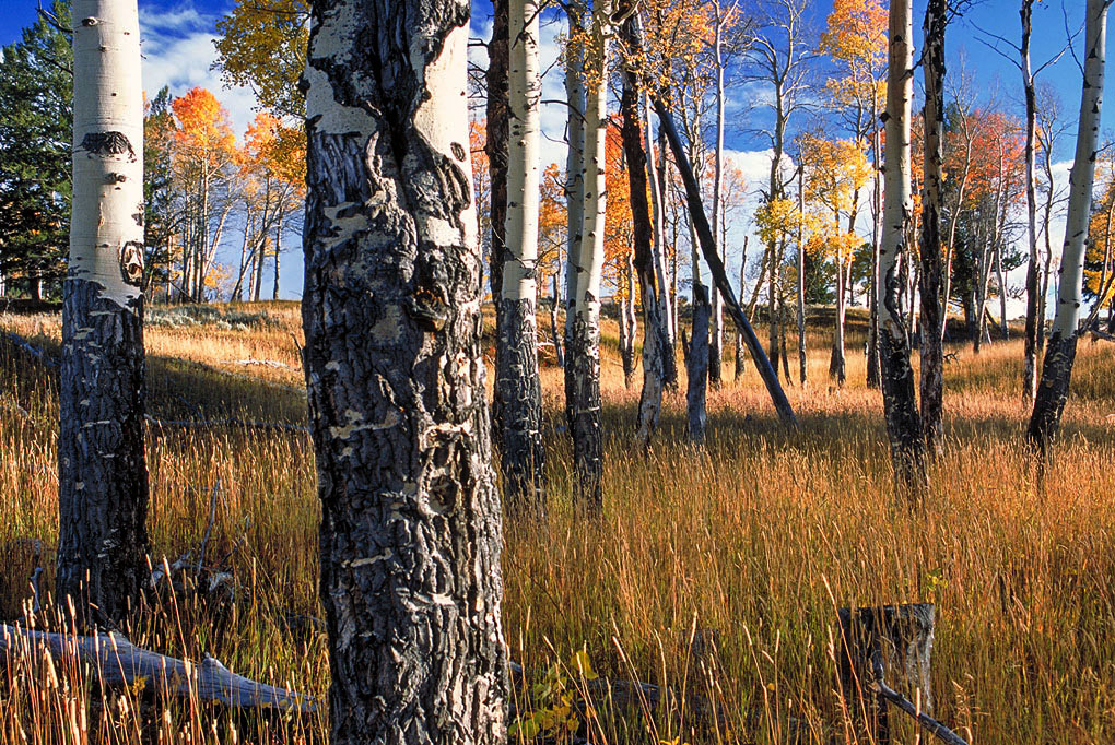 Aspen Grove - Wyoming