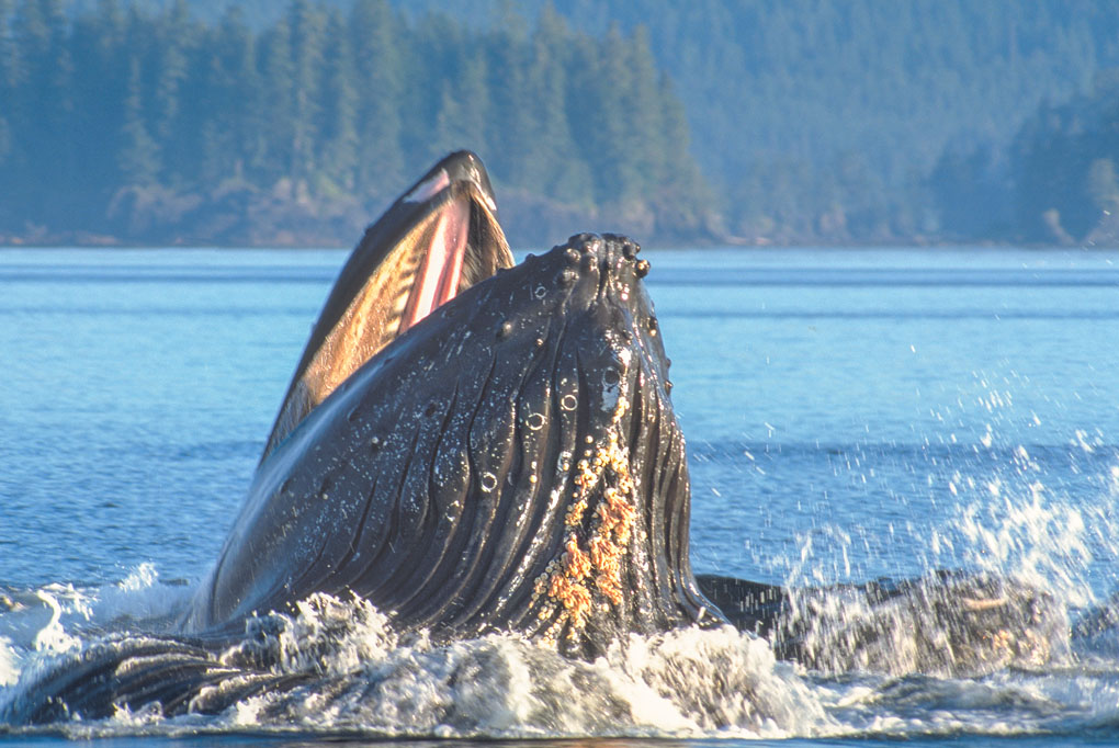 Humpback Whale Bubble Net Feeding - Frederick Sound Alaska