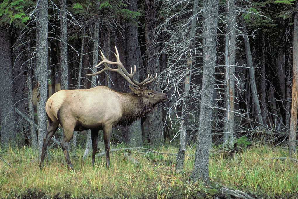 Bull Elk - Yellowstone