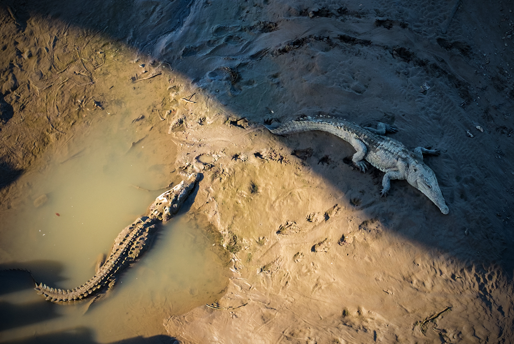 Crocodile River - Costa Rica