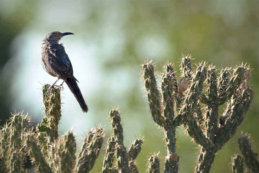 Fly Catcher on Cholla Cactus