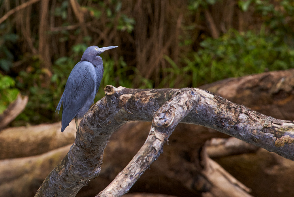 Little Blue Heron ~ Costa Rica
