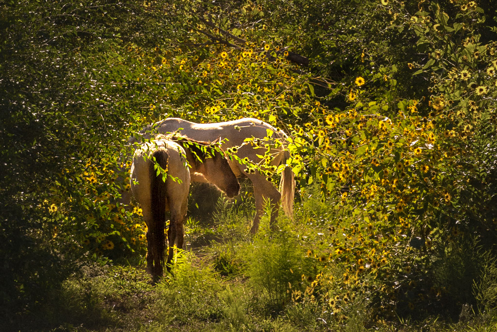 Wild Horses - New Mexico