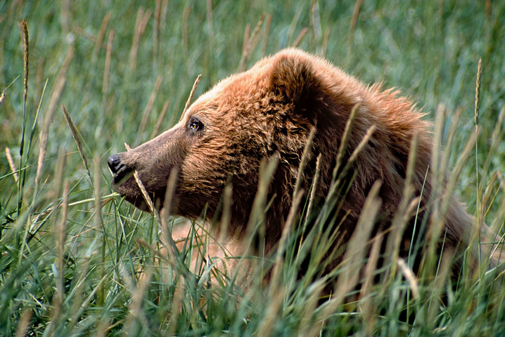 Coastal Brown Bear in Sedge Grass
