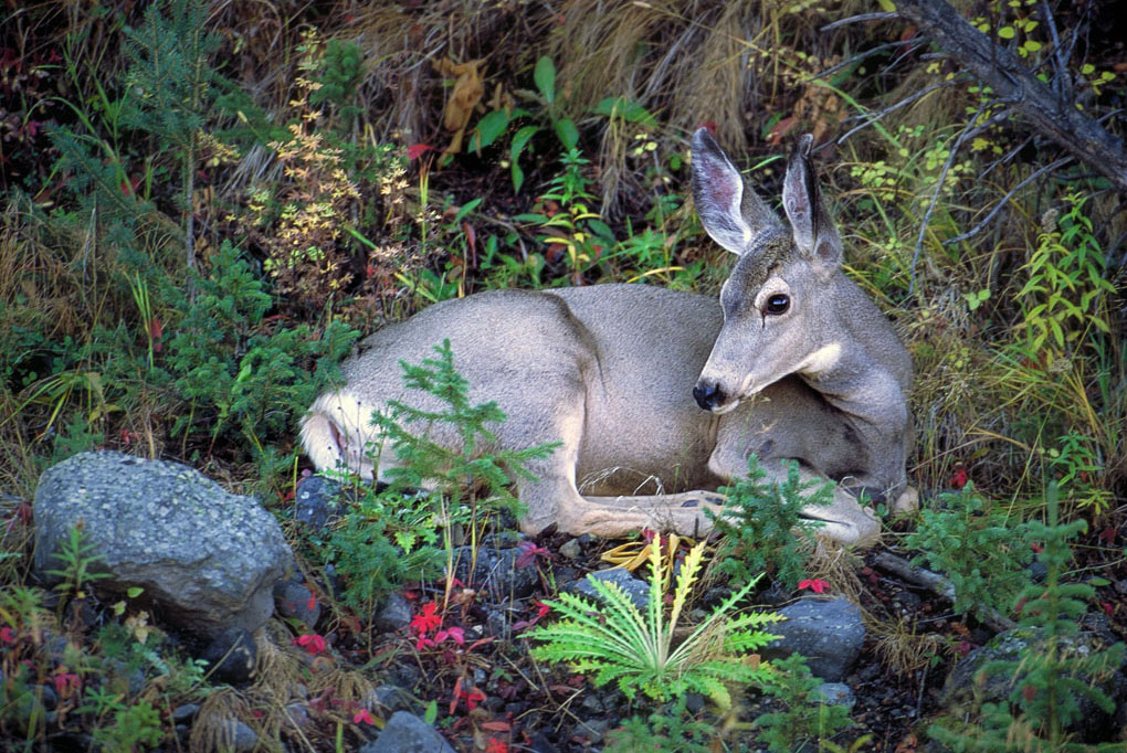 Mule Deer - Wyoming