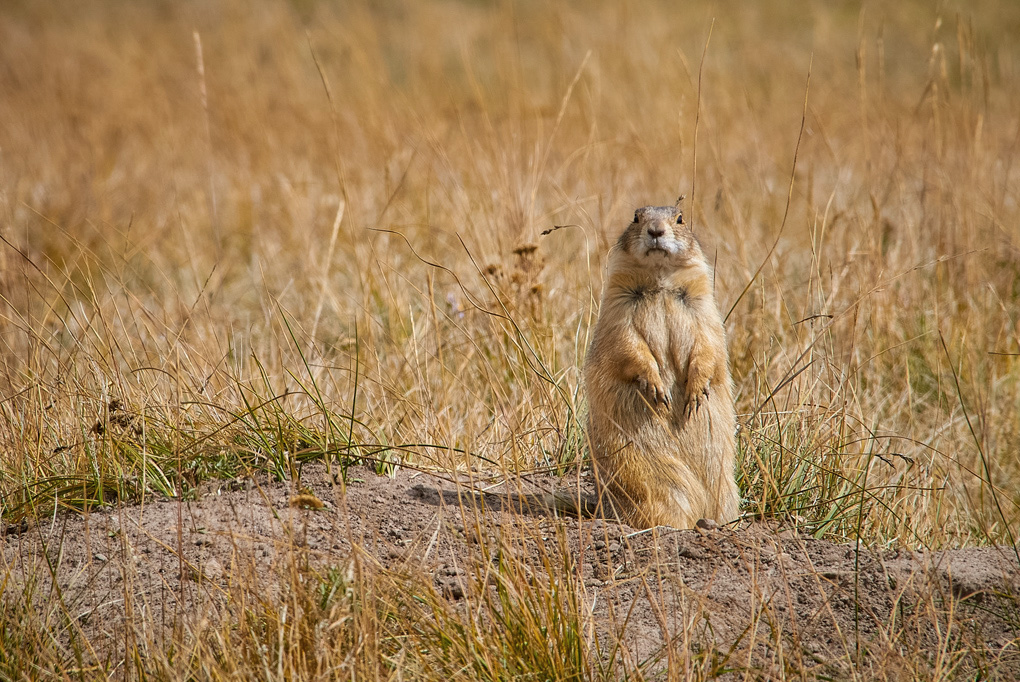 Prairie Dog Town, New Mexico