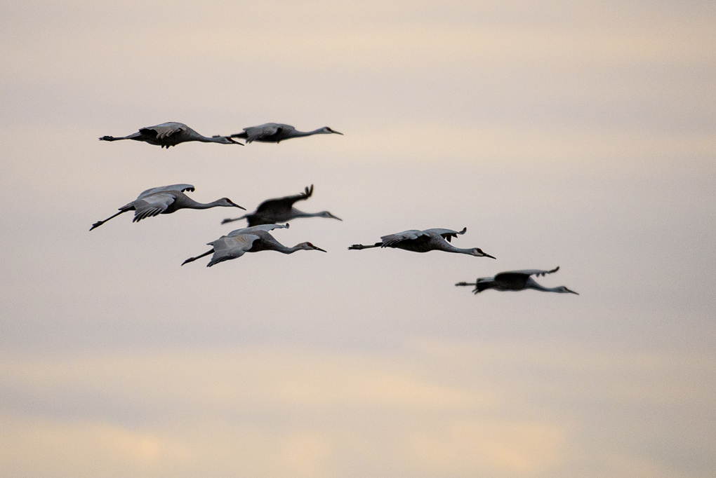 Sandhill Crane - Bosque Del Apache, New Mexico