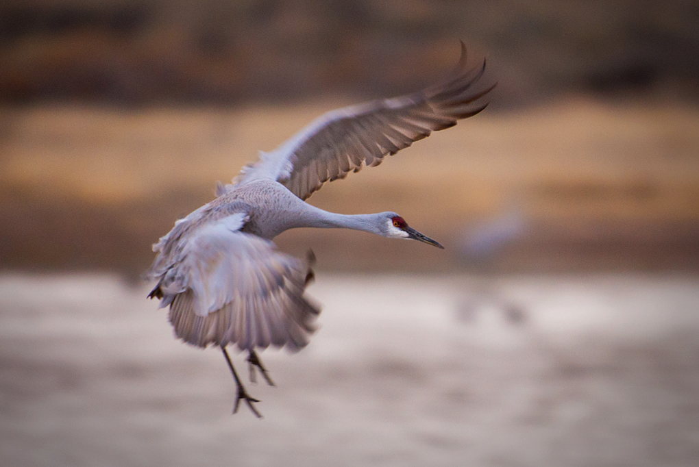 Sandhill Crane - Bosque Del Apache, New Mexico