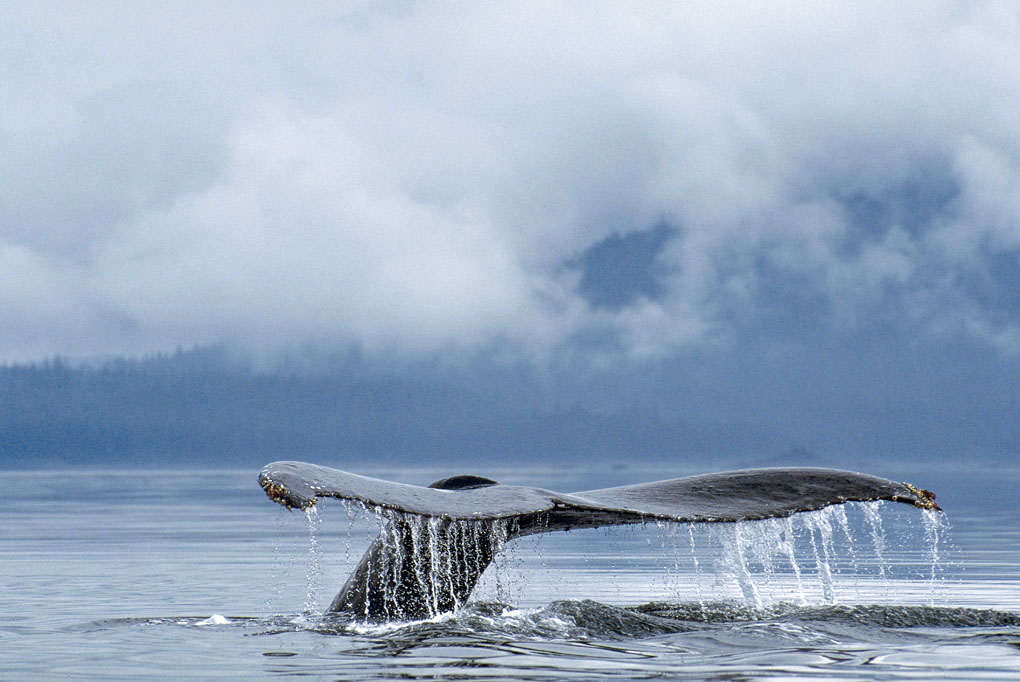 Humpback Whale, Tail Dive - Frederick Sound Alaska