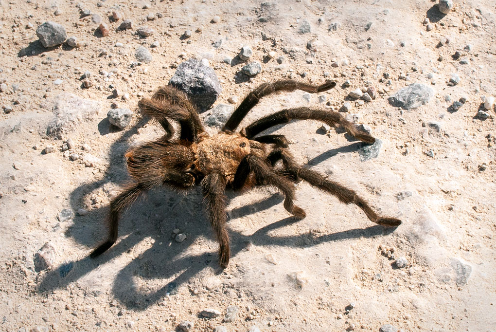 It's a Tarantula