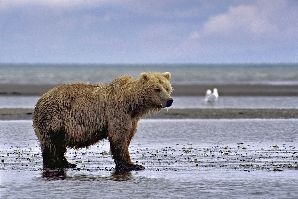 Coastal Brown Bear - Halo Bay Alaska