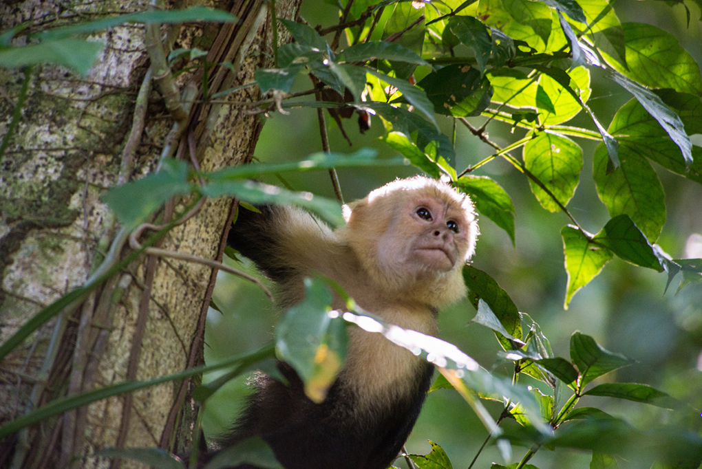 White-throated Capuchin - Costa Rica